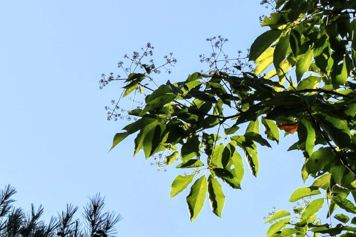  コシアブラ高木頭上に満開の花